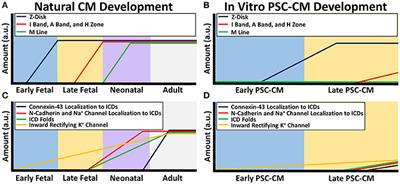 Naturally Engineered Maturation of Cardiomyocytes